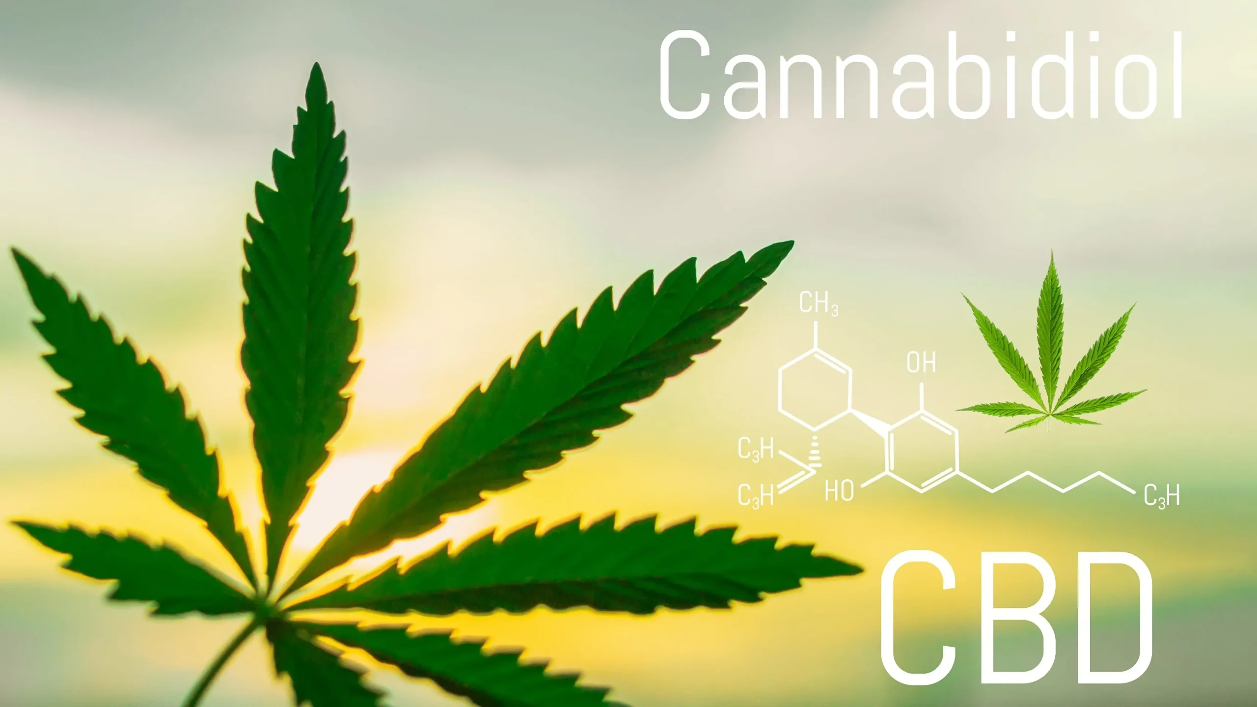 CBD Products in the UK: Exploring Options and Benefits