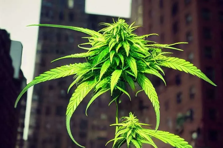 High Times: Navigating the Marijuana Dispensary Landscape